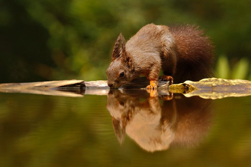 116 - squirrel drinking - BACLE jean claude - france.jpg